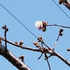 種蒔き１８日にしました🌱