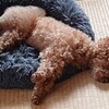 ぴーんとなって寝る久喜