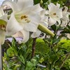 8月13日からは盂蘭盆です