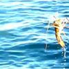 伊勢海老釣り・アオリイカ