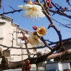 梅と水仙の花