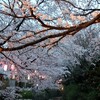 　所沢の桜の名所、東川沿いの夜桜