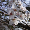 三分咲きの桜