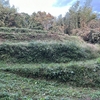 今年最後の草刈り　ーその８：丸山城跡二丸の斜面ー