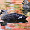 紅葉と鳥たち２（カルガモ、エナガ）