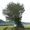 大川平のイチョウ(今別町大川平)