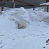 雪景色と愛犬の遊び