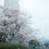 桜と雨