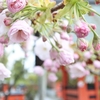 車折神社：魅惑の桜名所！清少納言社と芸能神社