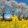 超穴場！都幾川桜堤 2kmに250本のソメイヨシノと菜の花の饗宴 嵐山町 