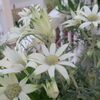 白銀色の花の魅力