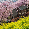 河津桜と菜の花と