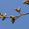 Sun.　桜開花宣言