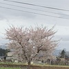桜、咲きました🌸でも寒い😵