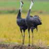 2019年12月30日の鳥撮り-鹿児島県