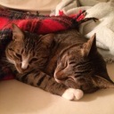 ちょこまろんライフ