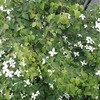ヤマボウシの花 2018