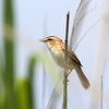 葭原で鳴くコヨシキリ