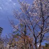 日本橋の桜も満開