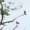 ミサゴ Eastern Osprey