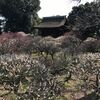 道明寺天満宮で枝垂れ梅を鑑賞してきました