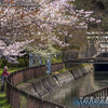 山科の疏水･桜筏