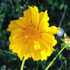 (372) Coreopsis lanceolata