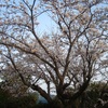 我家の桜も満開