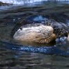 手渡しラッコシリーズ 2015.0720配信【Feeding Each Other Sea Otters Besides by hand!!】明日香ちゃんがラッキー君に手渡し至近距離で超鮮明に撮影成功!!