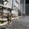 近隣繁華街のねこさん