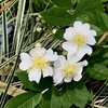 薔薇の花香る季節