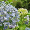 紫陽花・ベガ