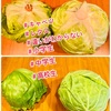 『 #キャベツ #レタス　#違い がわからない子たち』