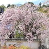 奈良の長谷寺→橿原でスラムダンク応援上映