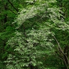 梅雨の花　①木本