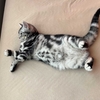 猫、初めて買ってもらった物