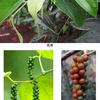 コショウ２　植物としてのコショウ／コショウの生産　　コショウはコショウ属のPiper nigrumというつる性植物の実．原産地は南インドの西海岸といわれています．コショウ属には，他にもスパイスとして利用されている種があり，ロングペッパー（ヒハツ）は日本でも手に入ります．そして，このロングペッパーのサンスクリット語が英語pepperの語源となっています．2020年のコショウの生産輸出国のトップはベトナムで世界の36％にのぼるとのこと．なお，日本に自生するフウトウカズラは，コショウ属ですが辛みはありません．
