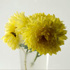 サイド光：黄色い菊