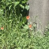 長実雛芥子