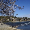 【写真日記】岩国にて①　桜、サクラ、さくら＠錦帯橋