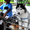 雨が降り出して４日目。　犬　ネコ。