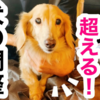 犬の整体を超える『犬の調整』