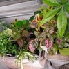 観葉植物いろいろ