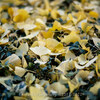 【Nikon Z 7 + AF-S NIKKOR 58mm f/1.4 G、RICOH GR Ⅲ・仙台市】11月の仙台の Yellow をお写ん歩。November 2022
