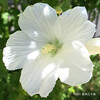 ムクゲ Hibiscus syriacus