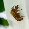 そこで脱皮するか・・・セミ？