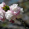 さまざまな桜「福禄寿（フクロクジュ）」