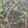 栗畑　アシナガバチの巣が出てきて…。
