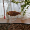 金魚に災害が起きても