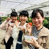 いちご🍓狩り情報４月４日(水)🐝開園日です‼️